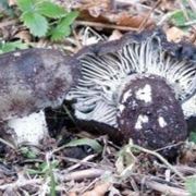 funghi dormienti