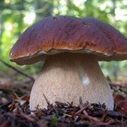 Esempio di Edulis Boletus