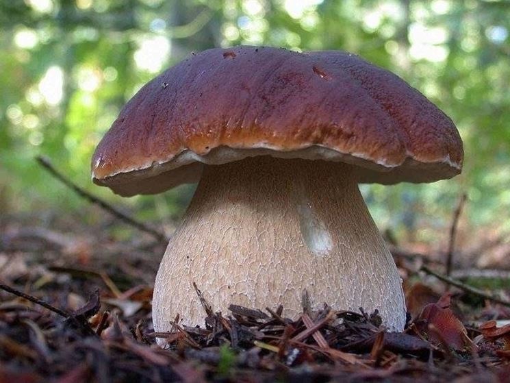 Esempio di Edulis Boletus