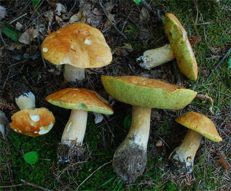 Variet di Edulis Boletus