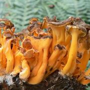 Esemplari di cantharellus lutescens