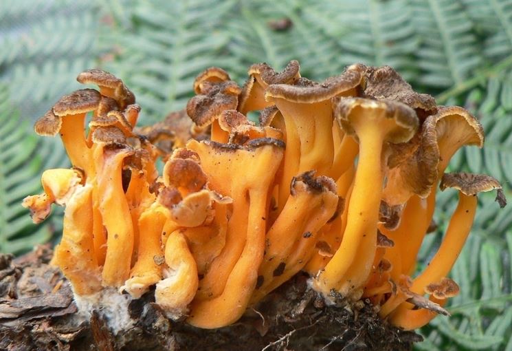 Esemplari di cantharellus lutescens