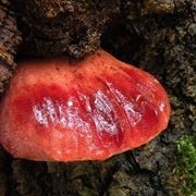 Un esemplare di Fistulina hepatica, o lingua di bue