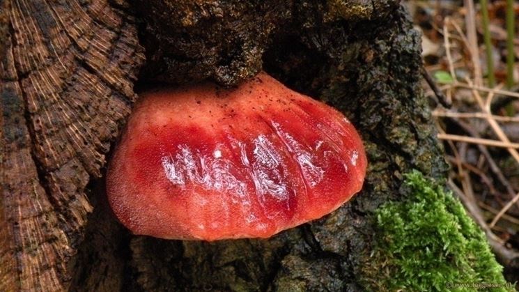 Un esemplare di Fistulina hepatica, o lingua di bue