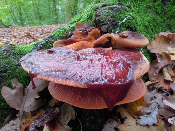 Il liquido color rosso sangue prodotto dalla Fistulina hepatica