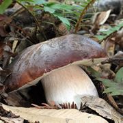 Boletus aerus