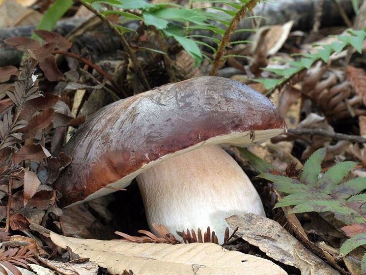 Boletus aerus