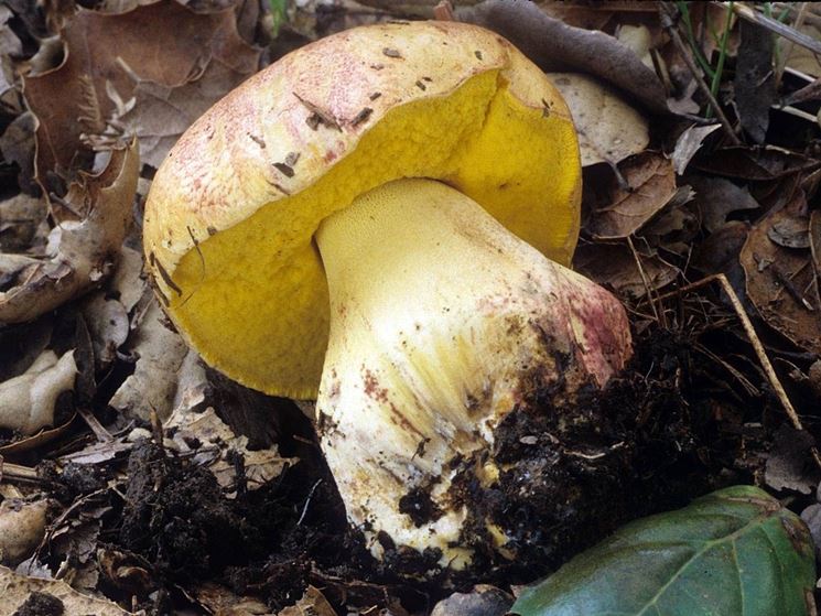 Boletus appendiculatus