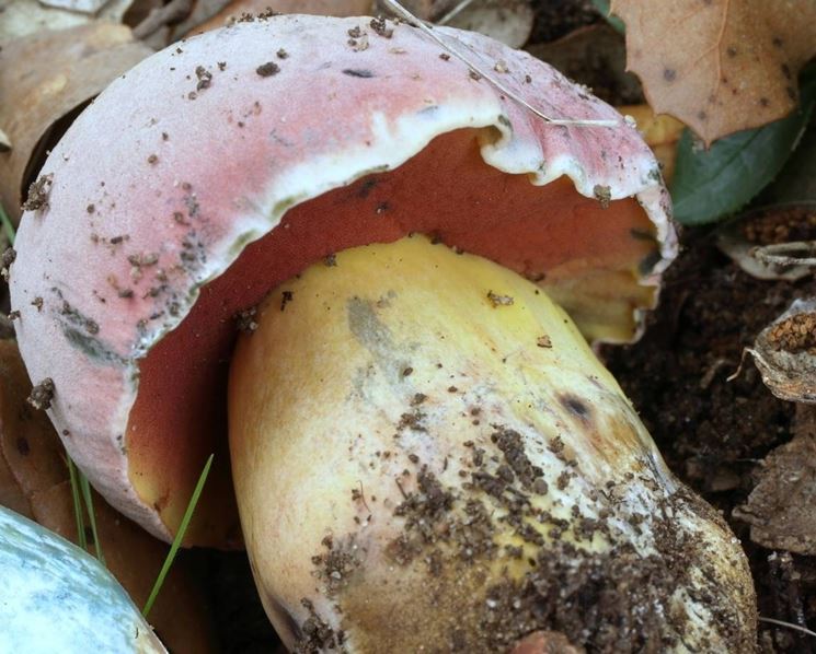 Boletus lapinus