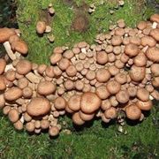 Insediamento di funghi Chiodini