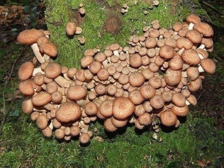 Insediamento di funghi Chiodini