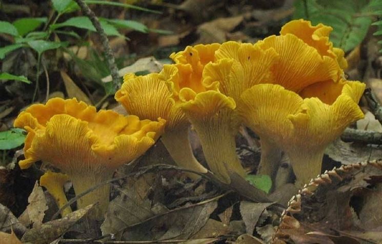 Esemplari di Cantharellus cibarius