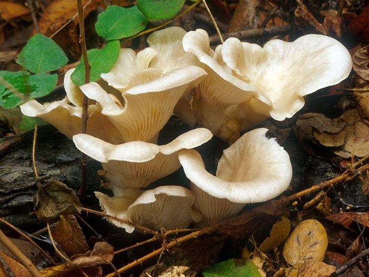 Raggruppamento di Pleurotus ostreatus