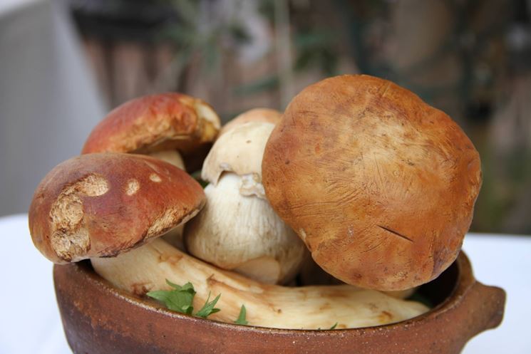 I prelibati funghi Porcini