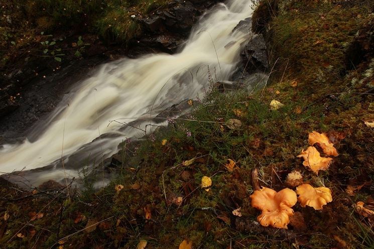 Un gruppetto di galletti lungo il fiume