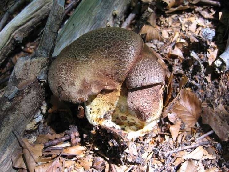 Gasparin che cresce su un tronco di albero