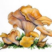 Illustrazione botanica del cantharellus cibarius detto giallino