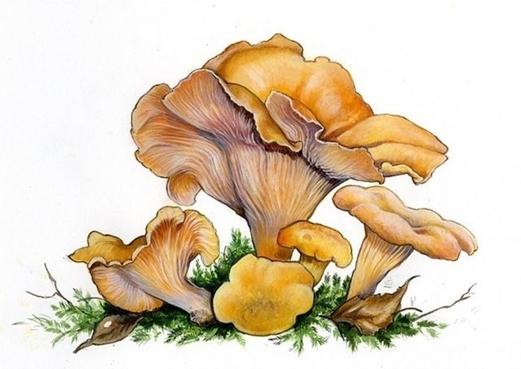 Illustrazione botanica del cantharellus cibarius detto giallino