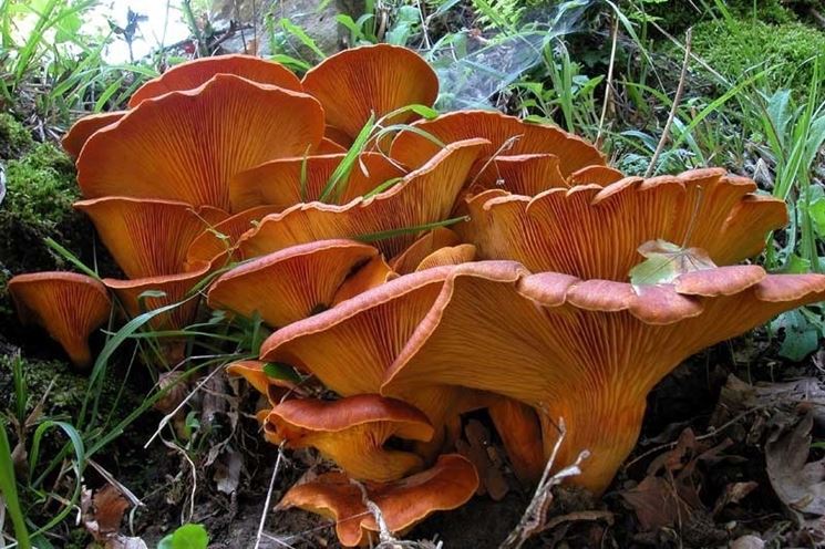 Esemplari di Omphalotus olearius, che possono essere confusi con funghi di tipo giallino