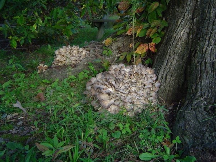 Grifola frondosa su un albero