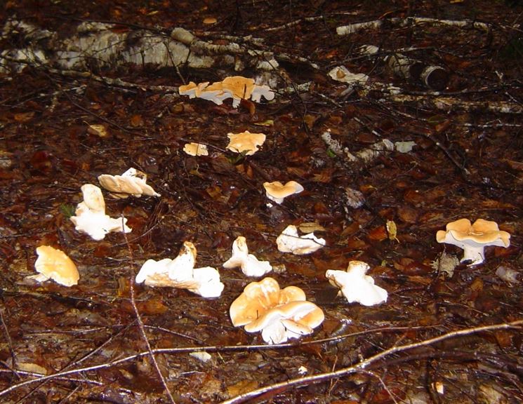 Esemplari di Hydnum repandum nel sottobosco