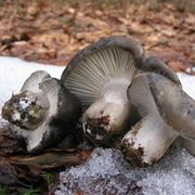 L'Hygrophorus marzuolus si trova spesso quando c' ancora la neve