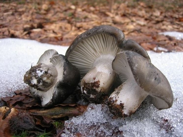 L'Hygrophorus marzuolus si trova spesso quando c' ancora la neve