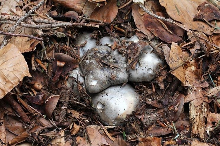 L'Hygrophorus marzuolus cresce quasi del tutto interrato