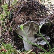 hygrophorus marzuolus