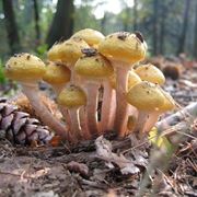 Un gruppetto di Armillaria mellea, che somiglia molto all'Hypholoma fasciculare