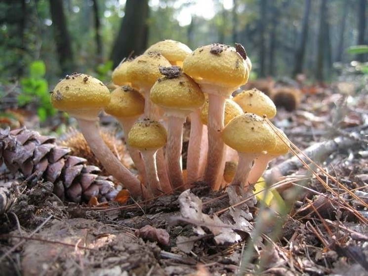 Un gruppetto di Armillaria mellea, che somiglia molto all'Hypholoma fasciculare