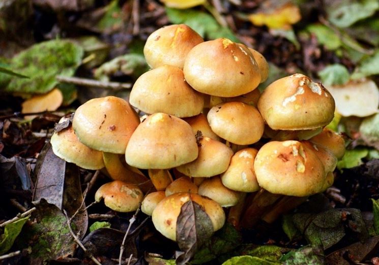 Un gruppetto di esemplari giovani di Hypholoma fasciculare, dei quali si nota la somiglianza con il fungo chiodino