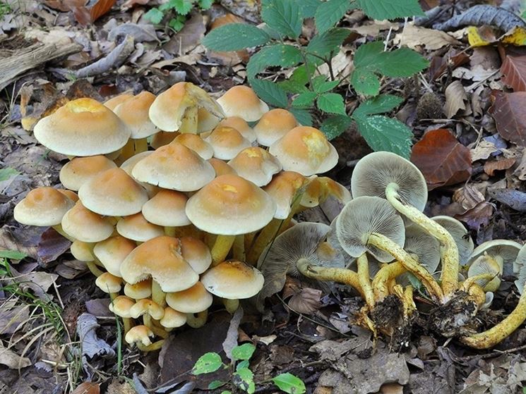 Esemplari di Hypholoma fasciculare in et pi adulta