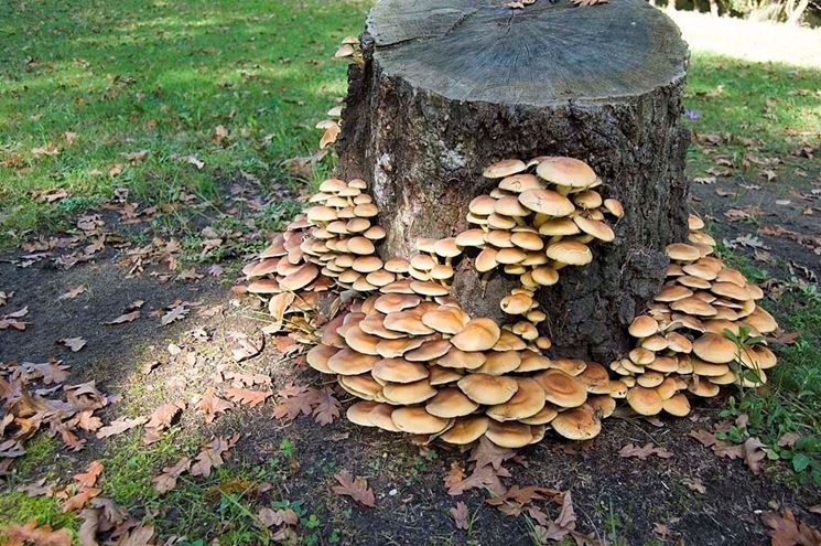 Hypholoma fasciculare cresciuto su un tronco morto