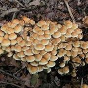 hypholoma fasciculare