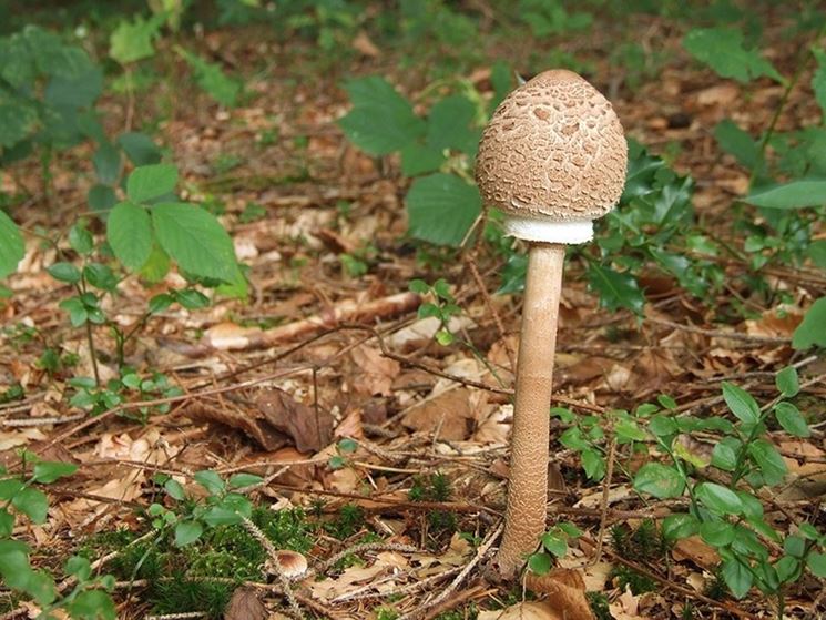 Macrolepiota procera in fase giovanile