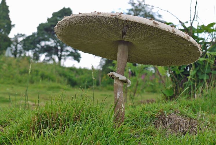 Un esemplare adulto di Macrolepiota procera