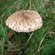 macrolepiota procera