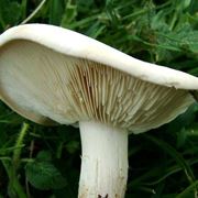 Un esemplare di calocybe gambosa o maggiolino