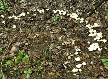 I funghi maggiolini disposti in cerchio