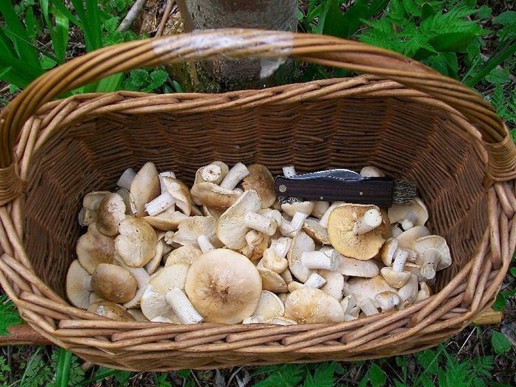 Un cestino pieno di funghi di tipo maggiolino