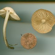 Un esemplare di Marasmius oreades, paragonato ad una monetina