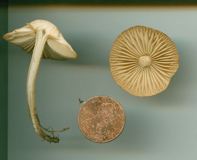 Un esemplare di Marasmius oreades, paragonato ad una monetina