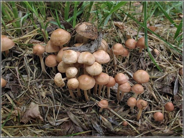 Una piccola colonia di Marasmius oreades