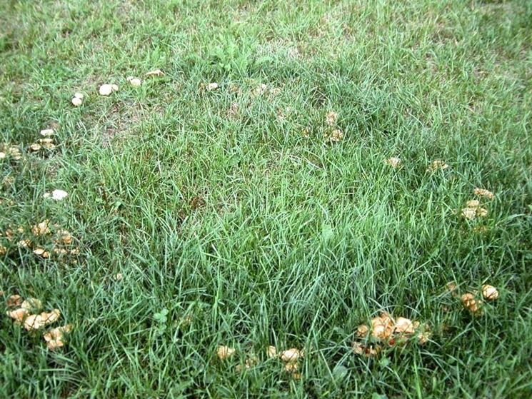 Un cerchio di Marasmius oreades