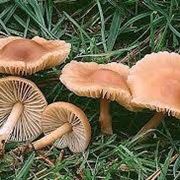 marasmius oreades