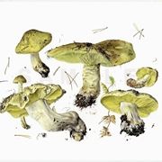 Il disegno botanico di una delle varie specie di Tricholoma