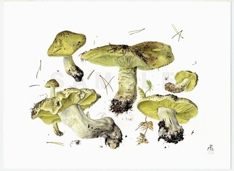 Il disegno botanico di una delle varie specie di Tricholoma