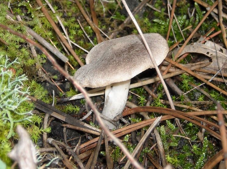 Un esemplare di Tricholoma terreum, o moretta