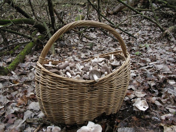 Cesto pieno di funghi di tipo moretta